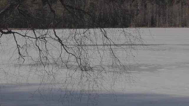 Bare tree branches above frozen Sognsvann Lake in Oslo during early spring thaw