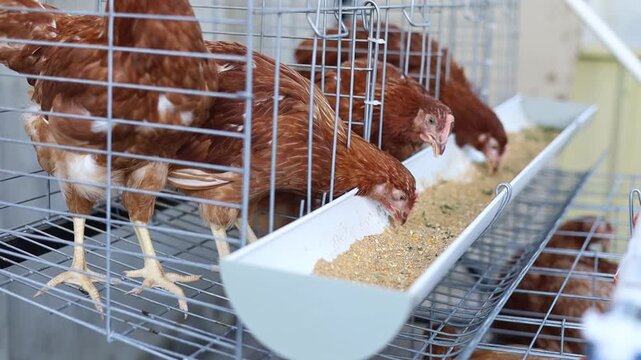 Modern poultry farm with brown laying hens inside cage system