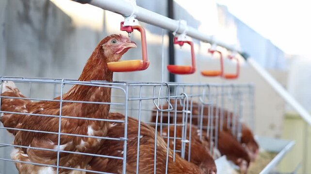 Laying hens drinking water using a drinker in battery cages system on poultry farm