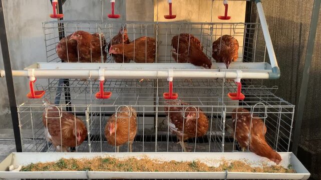 A modern poultry farm with rows of laying hens in a well-maintained commercial farming facility.
