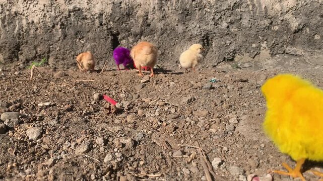 Colorful dyed baby chicks walking outdoors on sunny ground in a playful farm setting