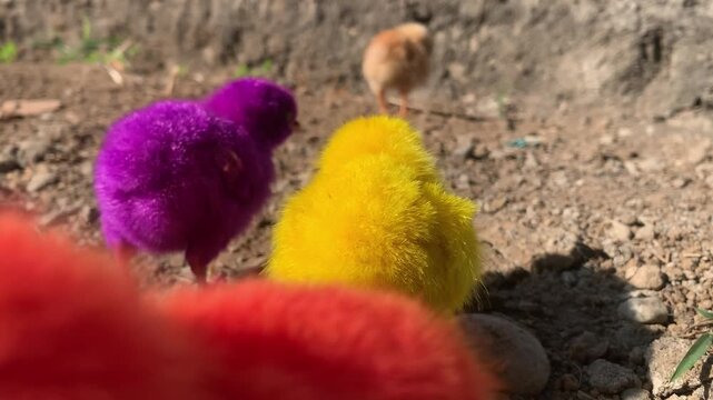 Colorful dyed baby chicks walking outdoors on sunny ground, showing bright yellow and purple feathers in a playful farm setting