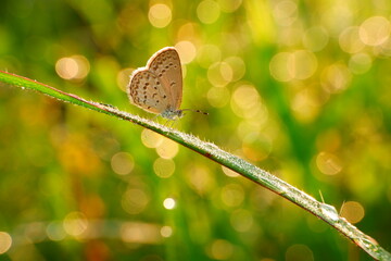 butterfly on leaf © Andrei
