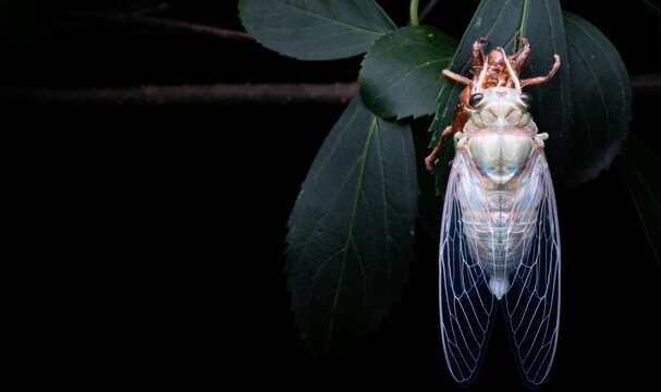 A freshly molted cicada resting on green leaves with fully expanded transparent wings. Detailed close-up of an insect shortly after metamorphosis in its natural habitat.