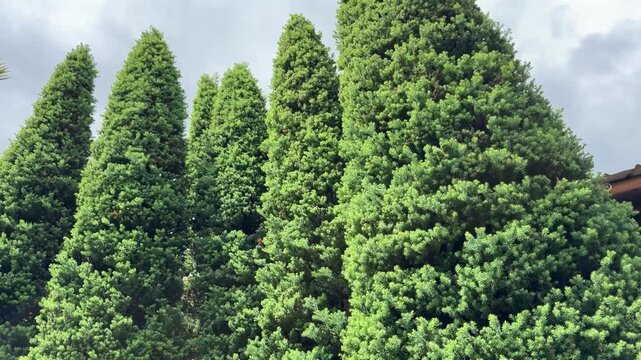 4K Cinematic Tilt Up of Manicured Evergreen Trees Against Cloudy Sky