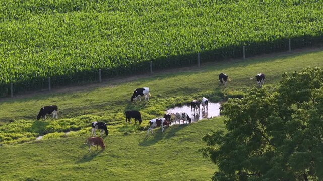 Dairy cows graze and drink from stream in green pasture at Maxatawny, Pennsylvania, tall cornfield rows stretch beyond wooden fence posts under warm evening sunlight. Aerial drone view.