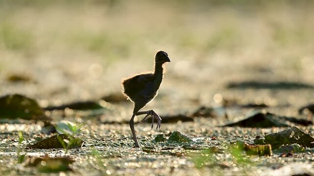 Detailed close-up footage of an adorable, fuzzy black swamphen chick taking careful strides across green lotus leaves during a peaceful morning.