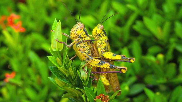 Two yellow locusts mate on green ixora leaves demonstrating insect