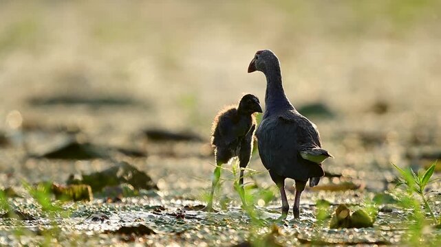 An exquisite close-up capturing a heartwarming and tender moment as a wild Purple Swamphen (Porphyrio porphyrio) adult gently feeds its tiny downy black chick bill-to-bill in a quiet wetland.