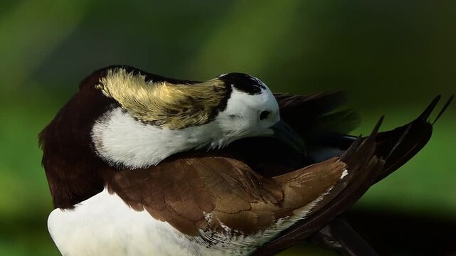 Professional wildlife capture of a wild Jacana performing feather maintenance in its aquatic environment.
