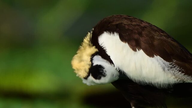 Nature shot of a Pheasant-tailed Jacana cleaning its plumage in a tropical marshland habitat.