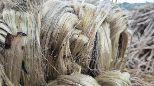 Extreme Close Up Of Wet Raw Golden Jute Fiber Bundle Texture And Quality