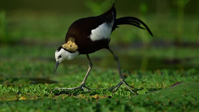 A focused Pheasant-tailed Jacana steps along green floating marsh leaves looking for food.