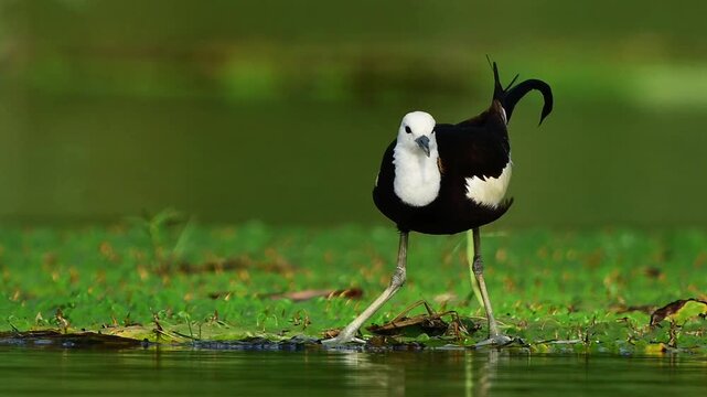 Fresh summer action footage of a Pheasant-tailed Jacana taking flight effortlessly from large floating leaves in a marshland habitat.