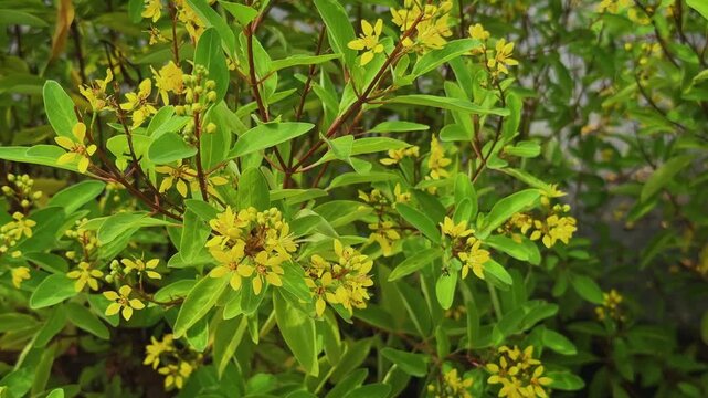 Closeup of blooming Golden Thryallis flowers gently swaying in the breeze with fresh green foliage and unopened buds in a lush garden