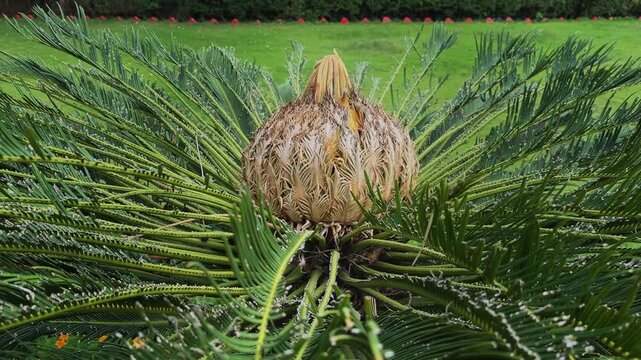 Orbiting shot of a female Sago Palm reproductive cone surrounded by symmetrical cycad fronds showcasing a prehistoric living fossil plant in a garden