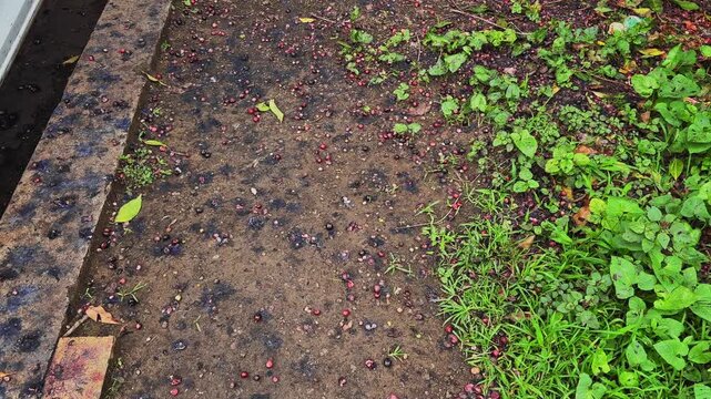 Tracking shot moving across fallen Jamun fruits scattered on wet ground beneath a Java Plum tree highlighting seasonal fruit drop and natural outdoor textures