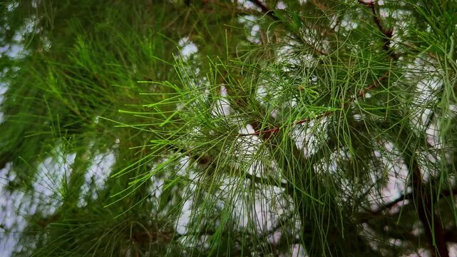 Closeup of Casuarina equisetifolia needle like branchlets gently swaying in the breeze highlighting the graceful evergreen coastal tree
