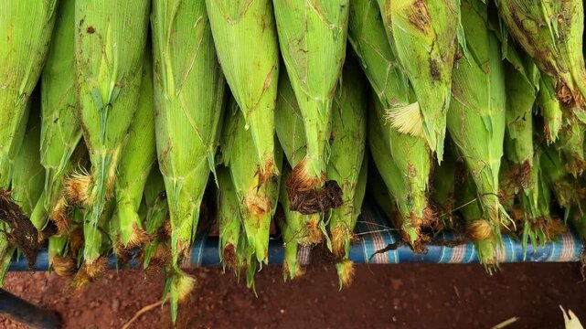 Slow tracking shot of freshly harvested sweet corn cobs in green husks neatly stacked at a local market highlighting seasonal agricultural produce