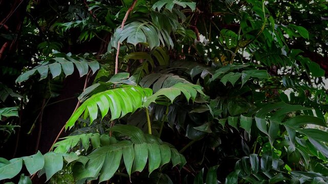 Static shot of mature Rhaphidophora decursiva foliage with glossy deeply lobed leaves growing densely in a tropical garden under natural daylight