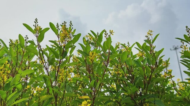 Low angle view of Golden Thryallis branches gently swaying beneath a cloudy sky with blooming yellow flowers and fresh green foliage