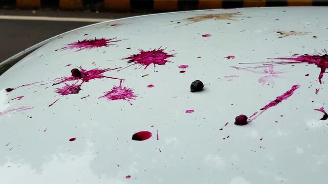 Orbiting shot of a white car hood covered with purple pink Jamun fruit stains and splatters after parking beneath a Java Plum tree highlighting natural seasonal mess