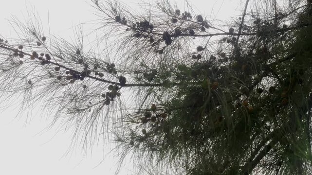 Low angle shot of Casuarina equisetifolia branches with mature woody seed cones gently swaying against an overcast sky in a coastal landscape