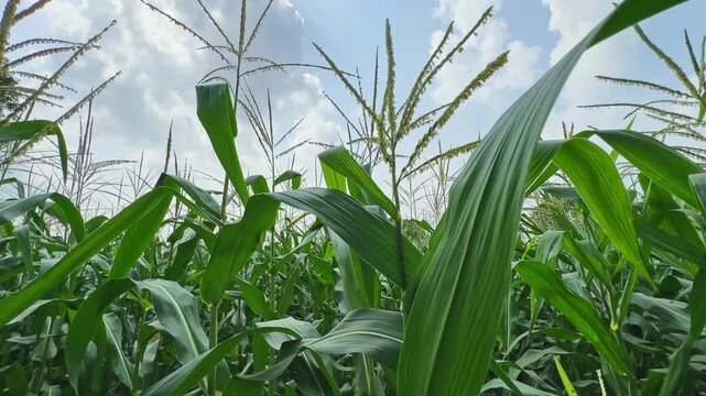 Low angle tracking shot moving through a lush maize field showcasing healthy green plants swaying gently beneath a bright blue sky with scattered clouds