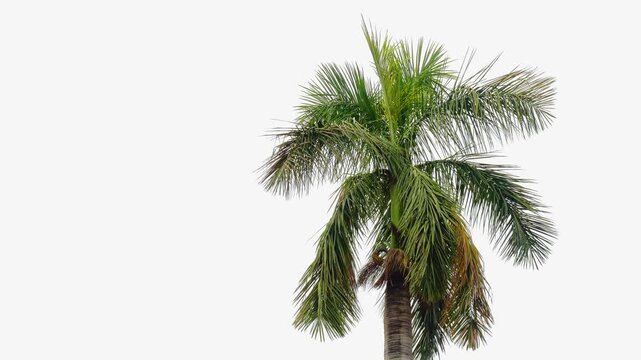 Close up of the upper crown of a mature Royal Palm gently swaying against a bright white sky with ample copy space