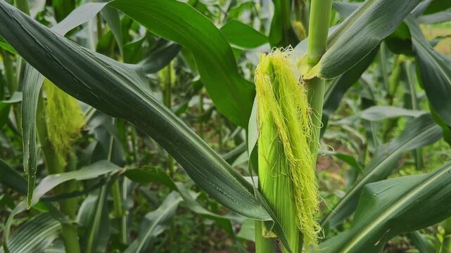Close up orbiting shot of a developing sweet corn cob with fresh green silk growing naturally on a healthy maize plant in an agricultural field
