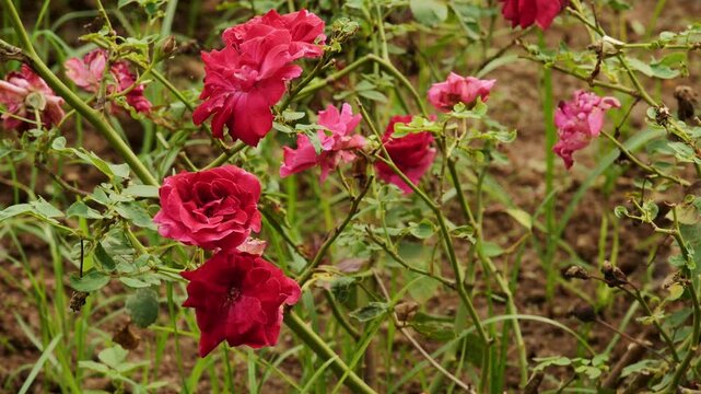 Vibrant red rose flowers blooming naturally in garden soil with lush green stems and leaves creating a colorful floral display