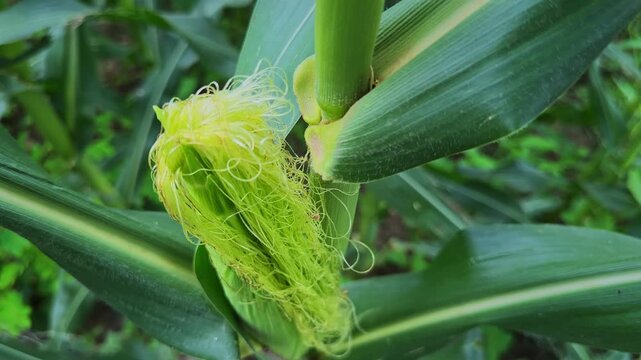 Close up of a developing maize cob with fresh corn silk gently swaying on a healthy plant in an agricultural field during the growing season