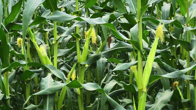 Close up of healthy maize plants bearing developing corn ears with fresh silks in a productive agricultural field during the active growing season