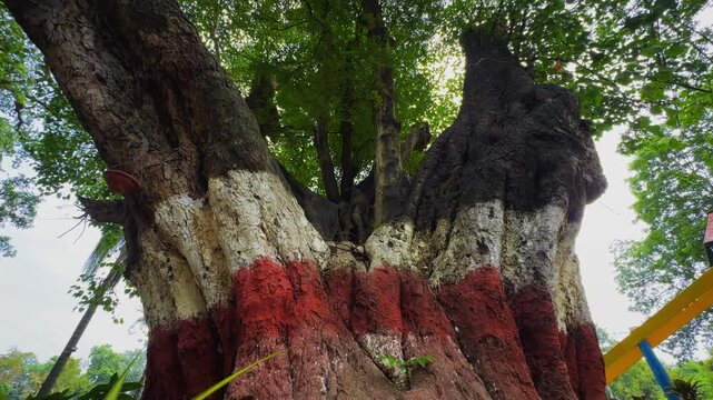 Camera orbits around a massive mature tamarind tree with a traditional lime coated trunk highlighting textured bark sprawling branches and natural heritage in an outdoor setting