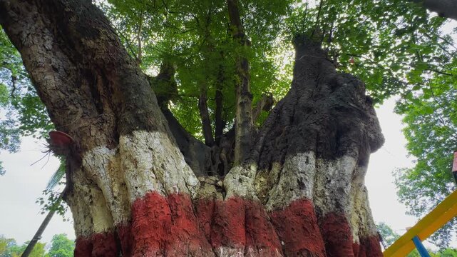 Tilt up shot of a mature roadside tree with a hydrated lime coated trunk commonly applied to help protect bark from insects pests and fungal damage