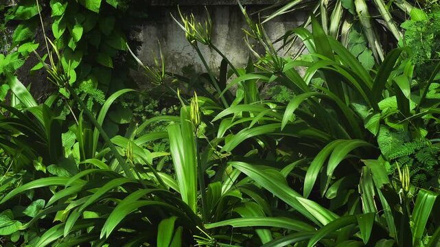 Static shot of lush Giant Crinum Lily plants with long strap like leaves and developing flower buds gently swaying in a tropical garden landscape