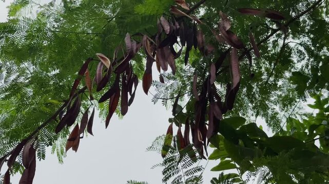 Brown Shobabul seed pods gently sway among lush green foliage in a calm outdoor natural setting
