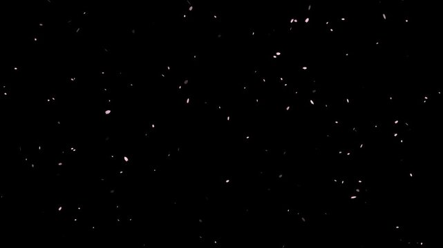 Dreamy background footage with soft pink petals floating