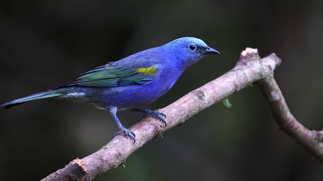 A small blue tanager perching on tree branch in natural habitat and