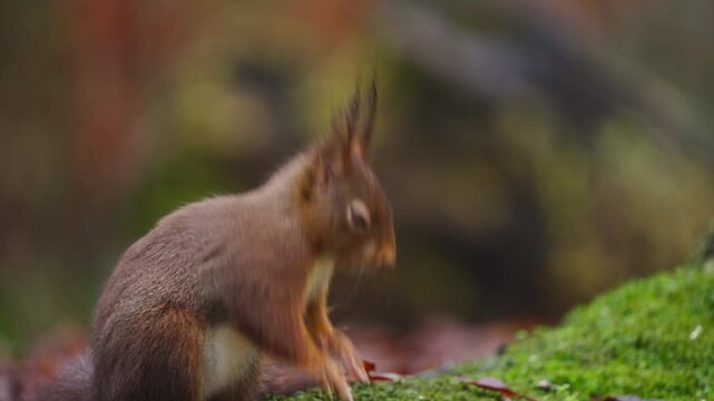 Red squirrel perched on mossy ground its fur rustling gently in the