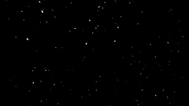 Background video of falling flower petals. Spring image footage