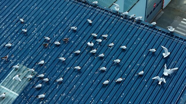 Industrial rooftop becomes temporary resting place for wild birds above