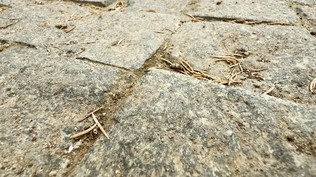 Tiny ants scurry across old stone pavers. The textured ground is scattered with dry pine needles and debris. This close-up view captures small-scale life on a park path.