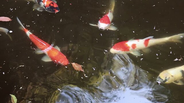Colorful Nishikigoi Koi Fish Swimming in an Outdoor Pond, Japanese Ornamental Fish