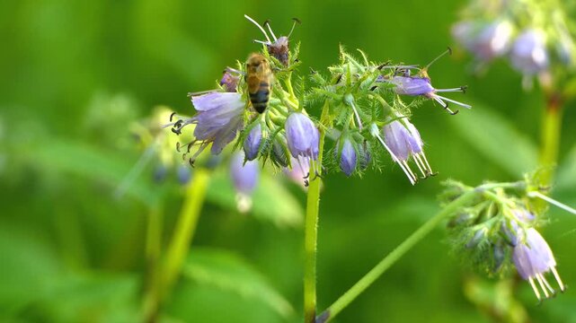 Honey bee pollinating phacelia tanacetifolia flowers in bright spring