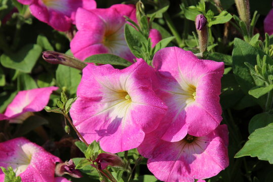 pink flowers