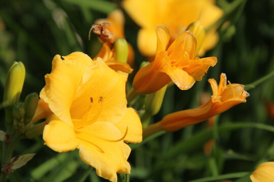 Lilies In Bloom, U of A Botanic Gardens, Devon, Alberta