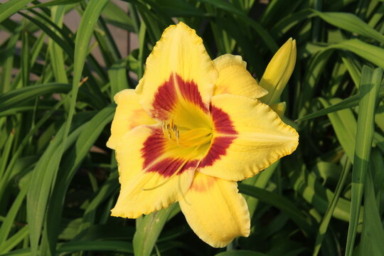 yellow and red blooms