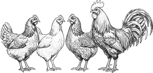 Hand drawn rooster and hens vector engraving illustration featuring farm poultry animals isolated on a white background © MSTLUTFA