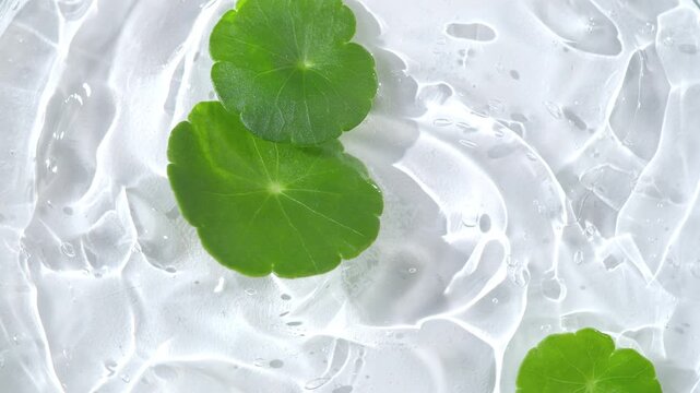 Macro close-up of fresh Centella asiatica leaves over clear liquid, revealing natural leaf texture for botanical skincare, herbal beauty, and organic ingredient concepts.